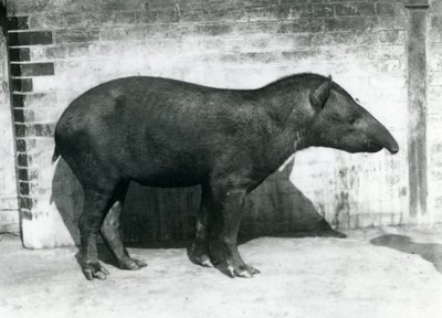 A Brazilian South American Tapir at London Zoo, October 1922 by Frederick William Bond